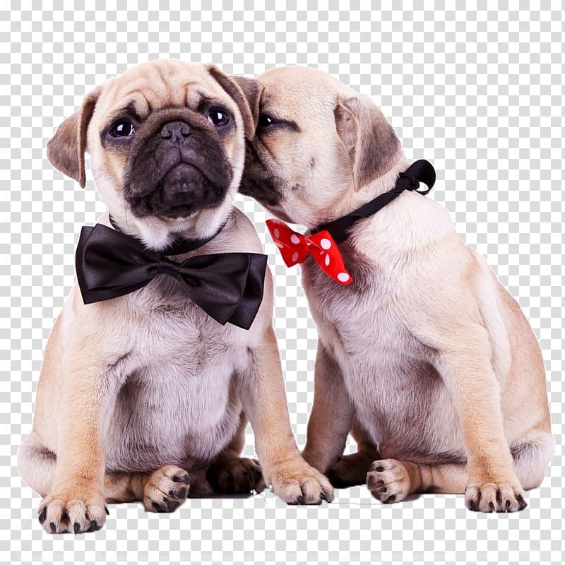 brown fawn pugs kissing, Pug Old English Bulldog Shih Tzu Havanese dog Puppy, Two movements intimacy puppy transparent background PNG clipart