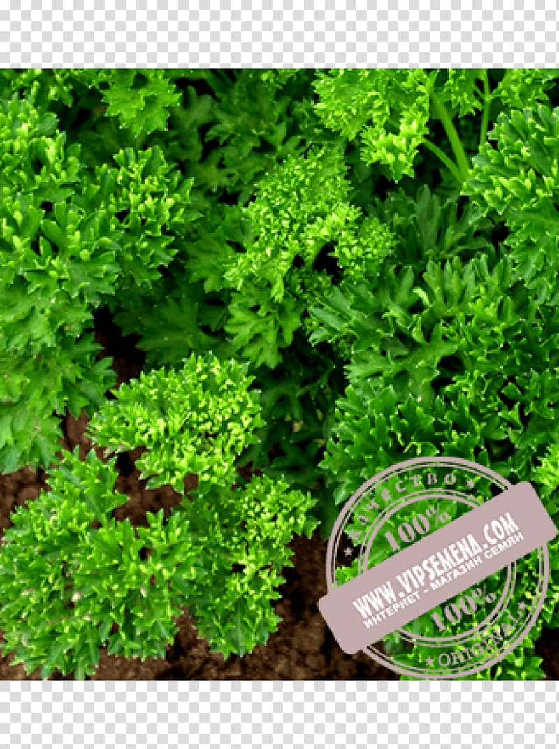 Parsley Seed Cultivar Herb Sowing, parsley transparent background PNG clipart