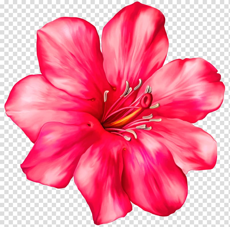 Pink flowers Tropics , pink flower transparent background PNG clipart