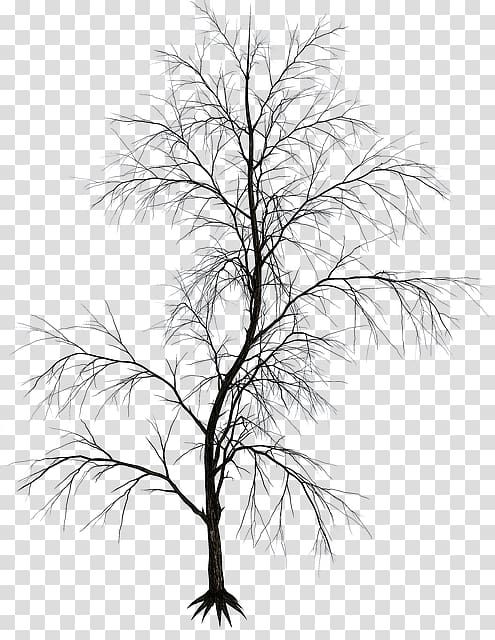 Twig Black and white Aesthetics Drawing, Silhouette transparent background PNG clipart