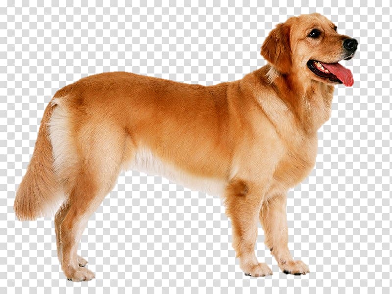 Dog Puppy Animal , others transparent background PNG clipart