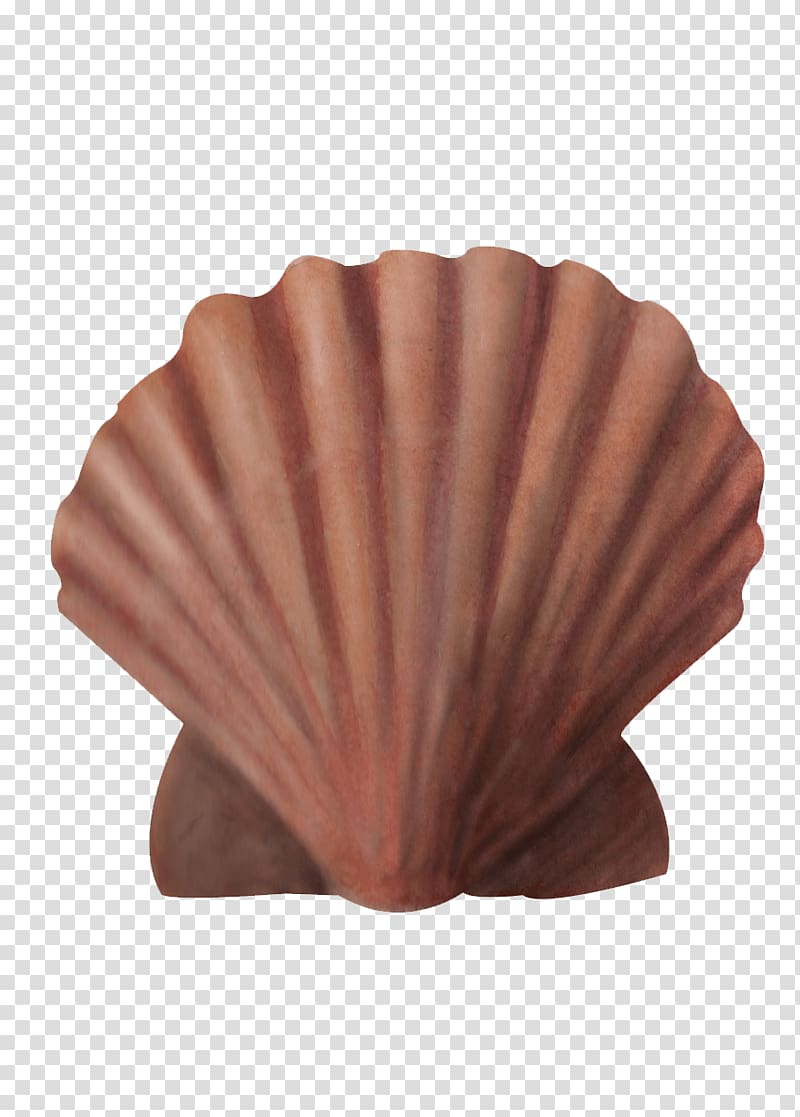 Dog cockle Great scallop Seashell Fishing area 0, turbin transparent background PNG clipart
