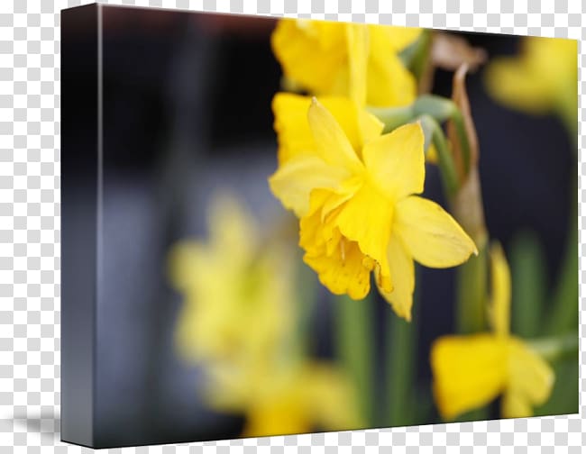 Narcissus Wildflower, yellow and gray transparent background PNG clipart