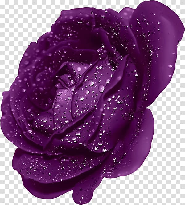 purple flower , Blue rose Mobile phone , Purple Rose With Dew transparent background PNG clipart