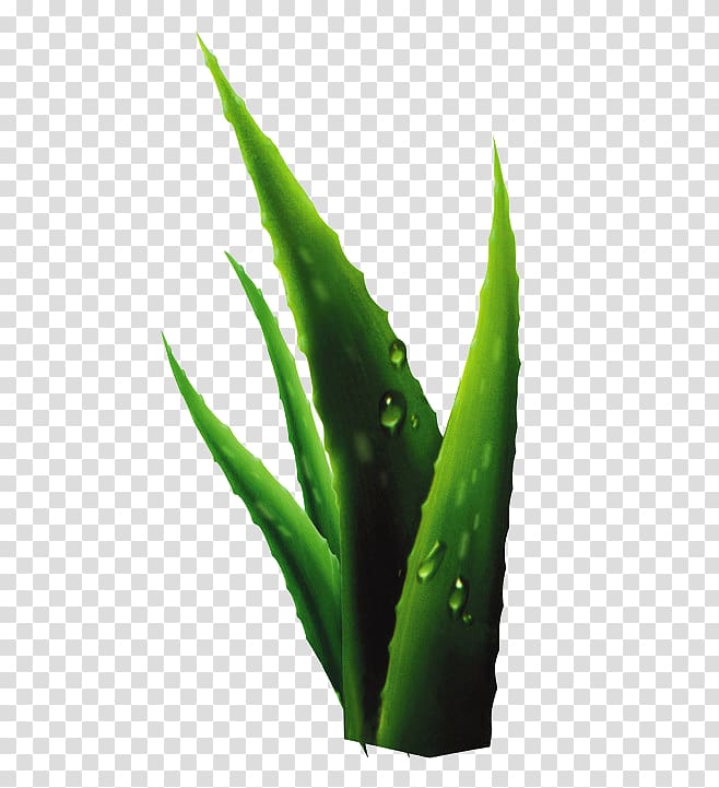 green aloe vera plant, Aloe Plant Drop, Green aloe vera transparent background PNG clipart