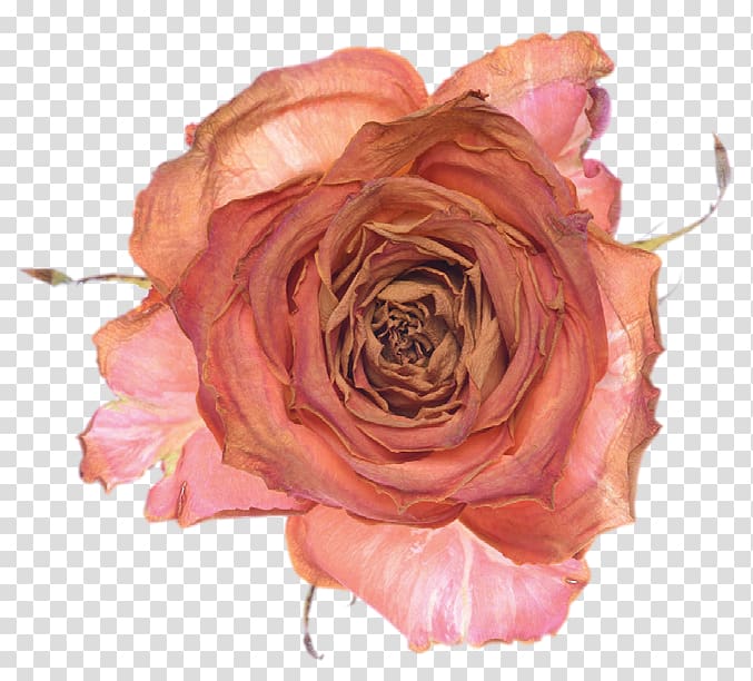 Garden roses Sirr-i Sevda Cabbage rose Floribunda Book, others transparent background PNG clipart