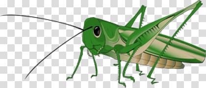 Grasshopper transparent background PNG clipart