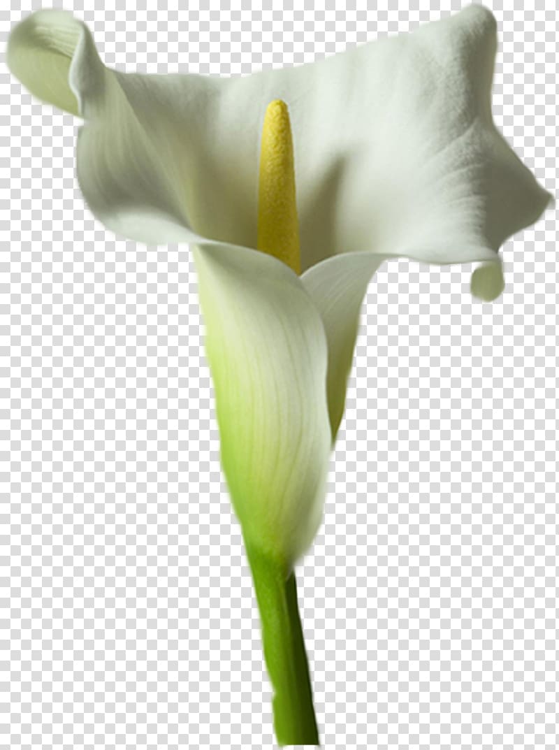 Arum Lilies Arum-lily Flower Lilium Calla, flower transparent background PNG clipart
