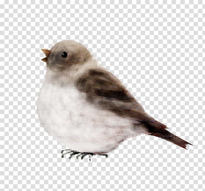 Bird House Sparrow Oyster Finch, Bird transparent background PNG clipart