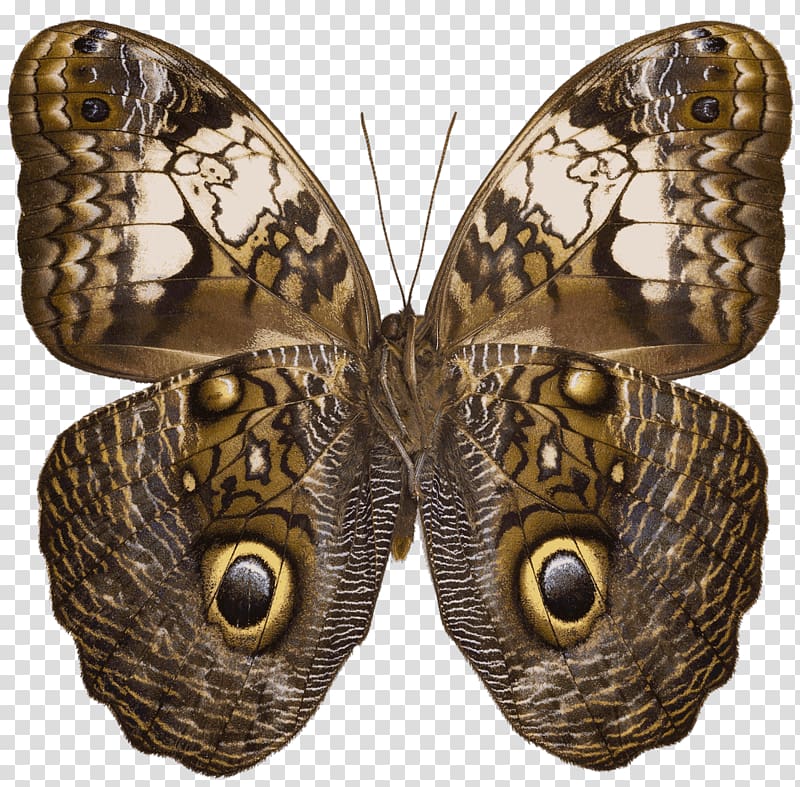 Owl butterfly Caligo martia Nymphalidae Wikipedia, butterfly transparent background PNG clipart