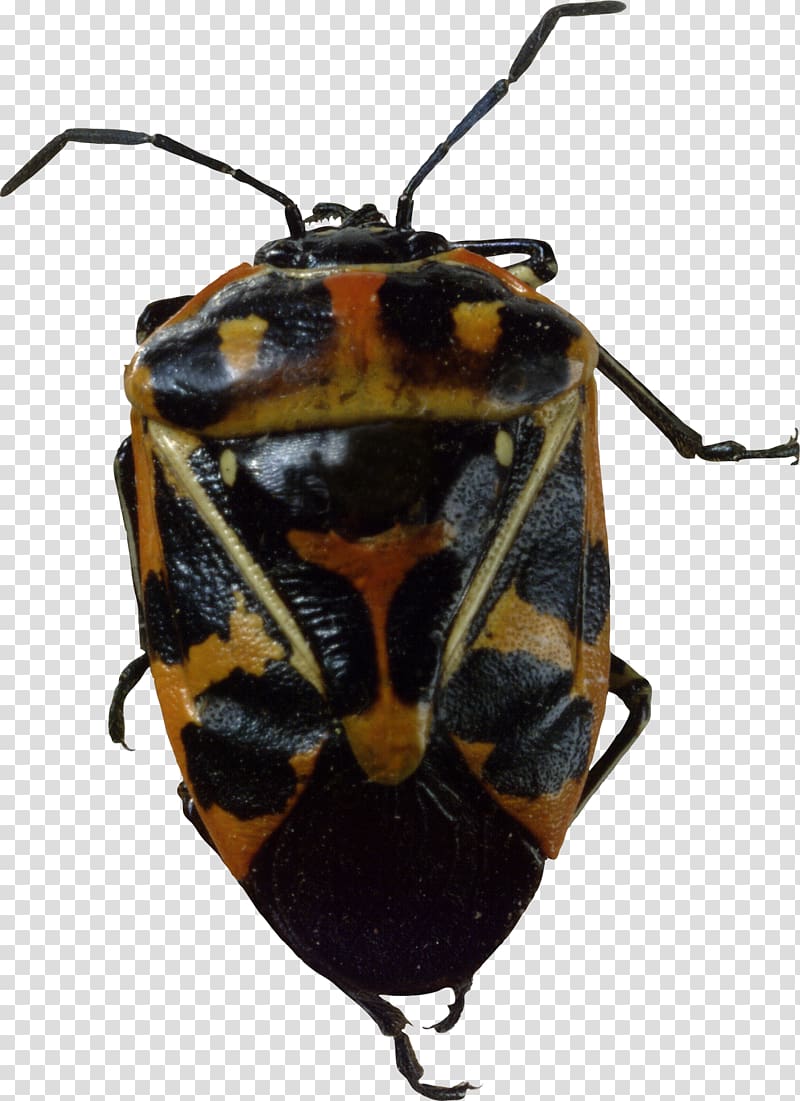 Beetle Harlequin cabbage bug , beetle transparent background PNG clipart