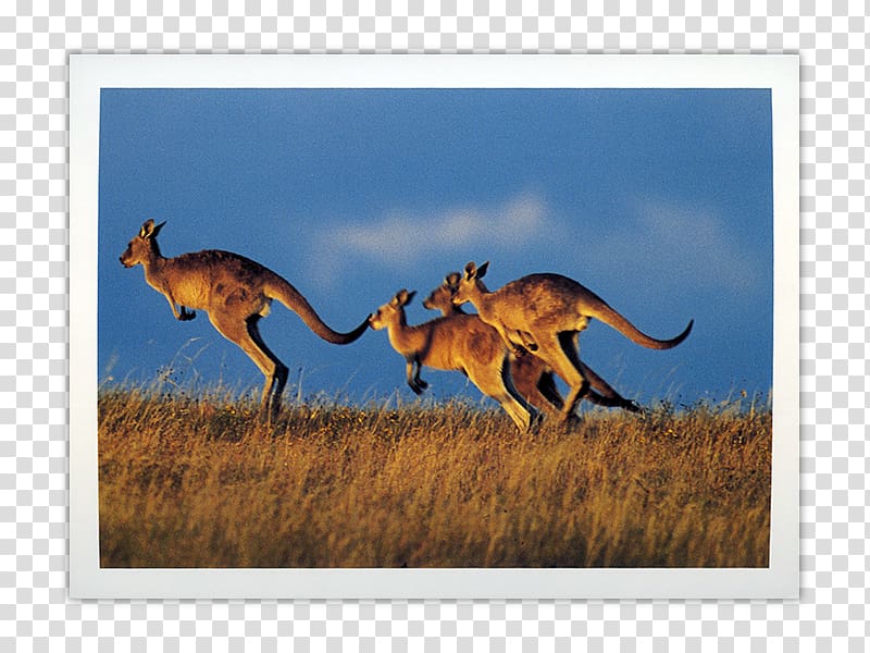 Kangaroo Paper Post Cards Fauna of Australia Multiview, kangaroo transparent background PNG clipart