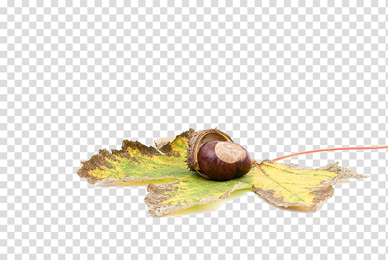 Sweet chestnut Castanea crenata Acorn Castaxf1ada, Chestnuts lying on maple leaf transparent background PNG clipart