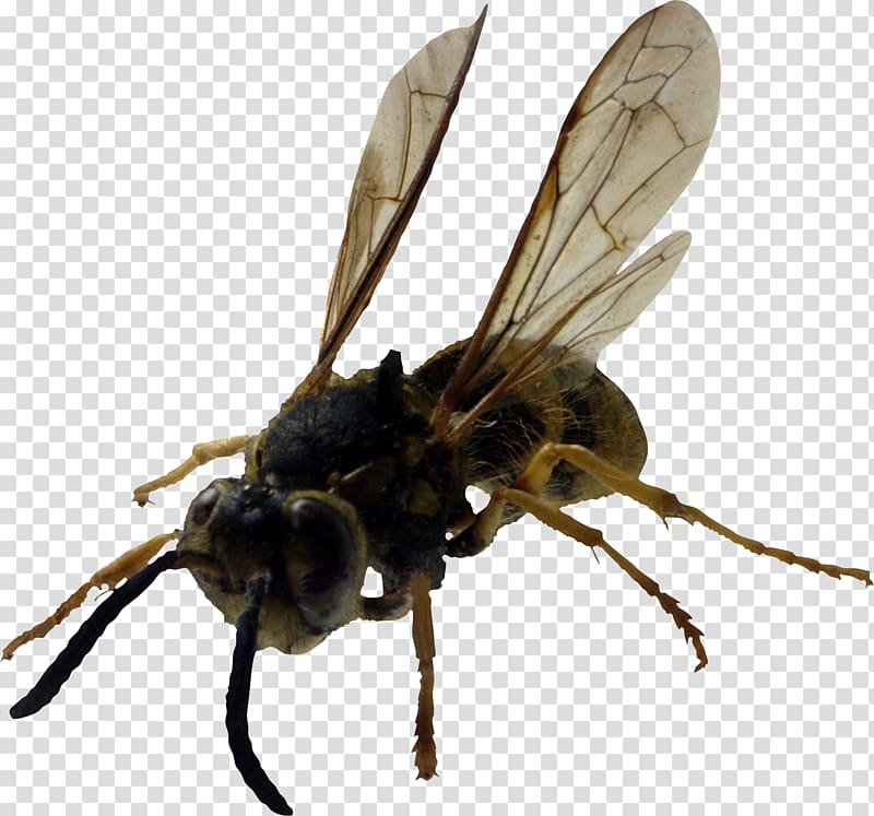 Bee Insect Hornet Wasp Yellowjacket, Bee transparent background PNG clipart
