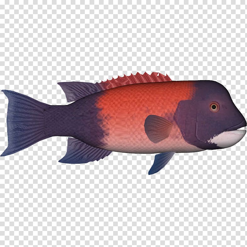 California sheephead Northern red snapper California corbina Kelp forest Fish Pack, others transparent background PNG clipart