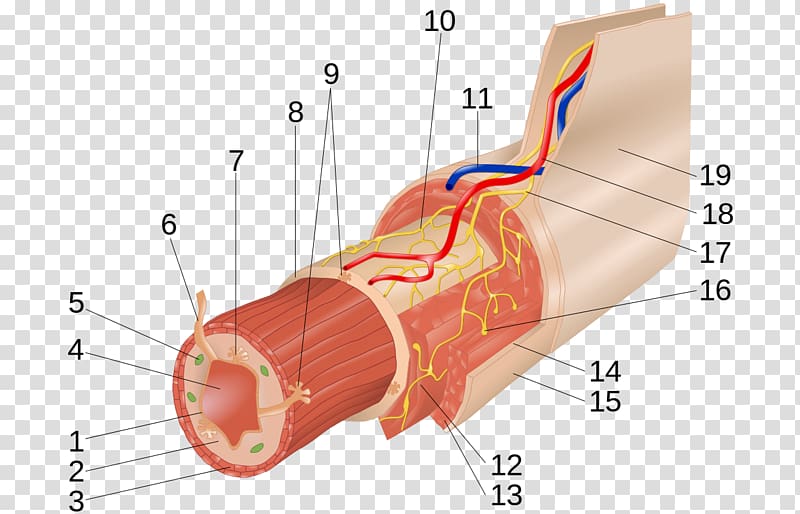 Myenteric plexus Submucous plexus Muscular layer Gastrointestinal tract, digestive transparent background PNG clipart