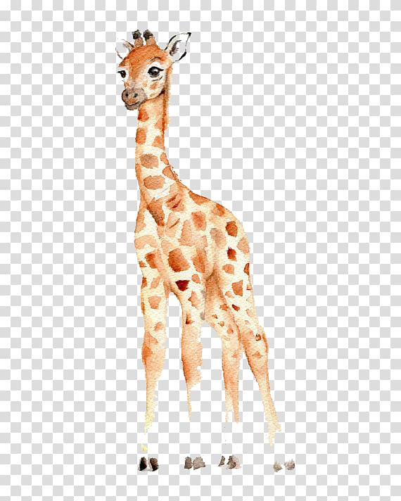 brown giraffe , West African giraffe Watercolor painting Drawing Nursery, Baby giraffe transparent background PNG clipart