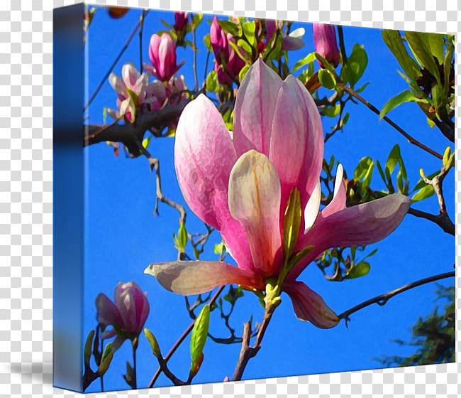 Magnoliaceae Painting Flowering plant Art, magnolia flower painting transparent background PNG clipart