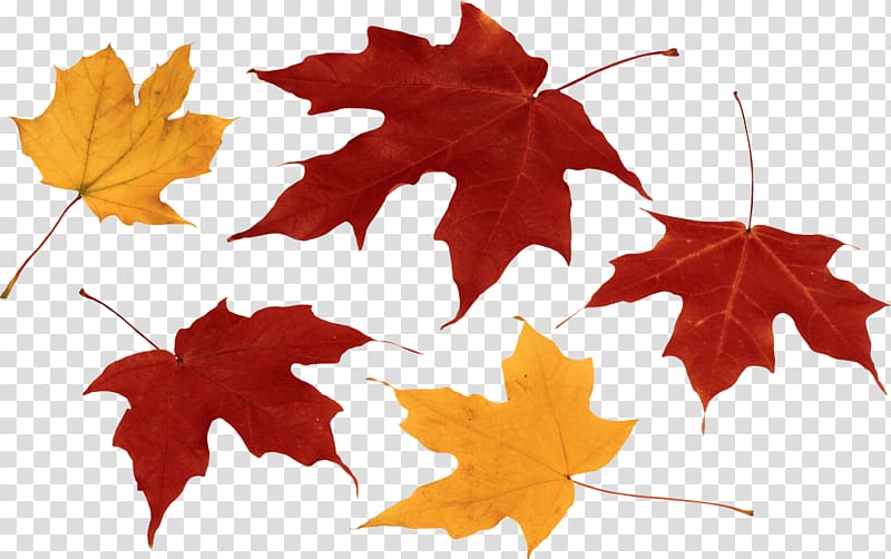maple leaves illustration, Autumn Leaves Group transparent background PNG clipart