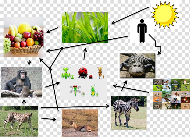 Primate Food web Food chain Homo sapiens, small animals in tropical rainforests transparent background PNG clipart