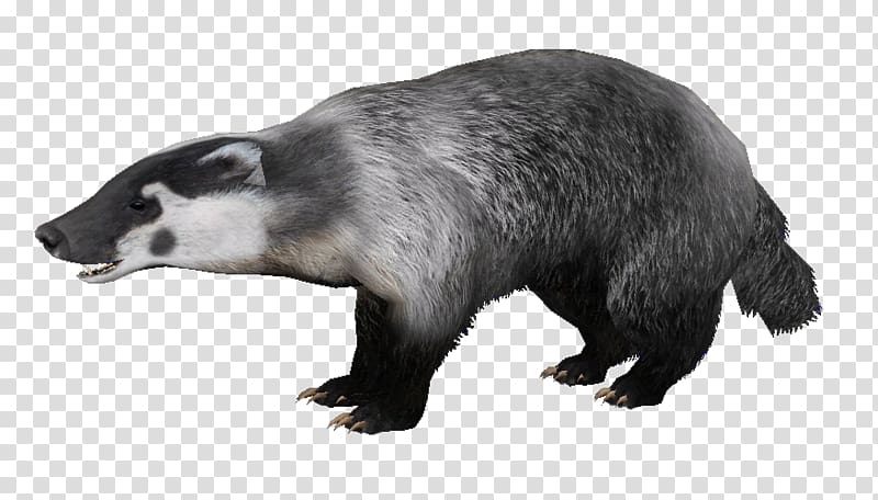 black and white badger, Badger transparent background PNG clipart