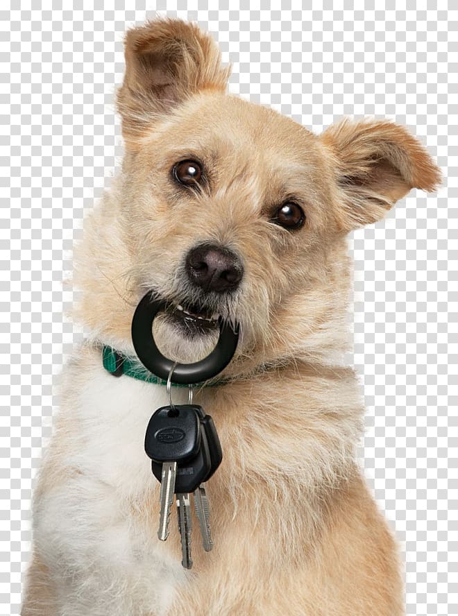 Norwich Terrier Norfolk Terrier Cairn Terrier Morkie Pet, Police dog transparent background PNG clipart