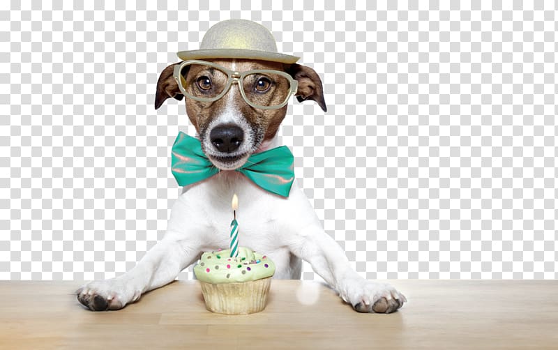 Jack Russell Terrier Puppy Birthday cake , puppy transparent background PNG clipart