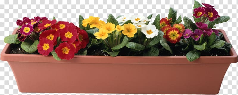 Flowerpot Plant, flower pot transparent background PNG clipart