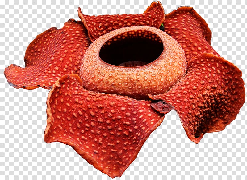 red Rafflesia arnoldii flower, Rafflesia arnoldii Sumatra Gunung Gading National Park Flower Garden, white flower transparent background PNG clipart