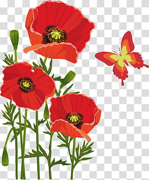 Memorial Day Poppy Flower png download - 812*773 - Free Transparent In  Flanders Fields png Download. - CleanPNG / KissPNG