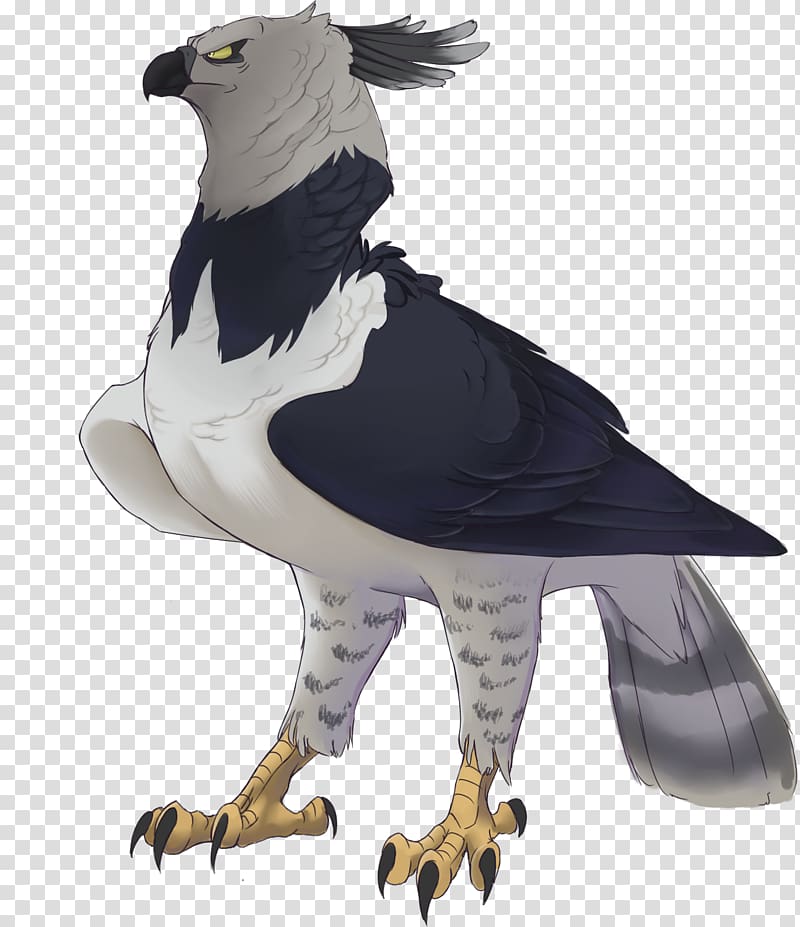 https://p7.hiclipart.com/preview/987/856/981/harpy-eagle-bird-drawing-eagle.jpg