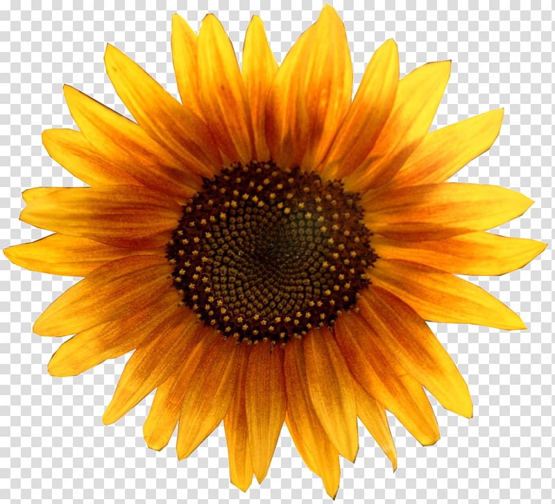 Common sunflower Pixel XCF, Sunflower transparent background PNG clipart