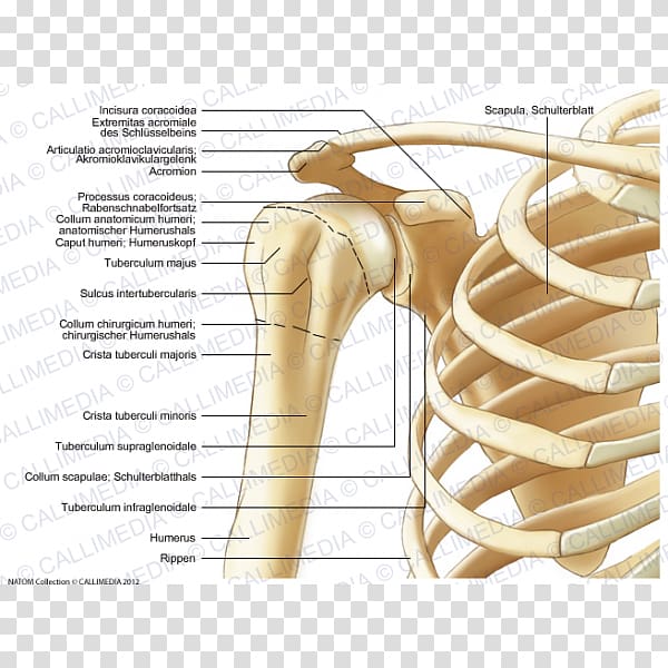 Anterior humeral circumflex artery Thorax Shoulder Anatomy Coronal plane, collum transparent background PNG clipart