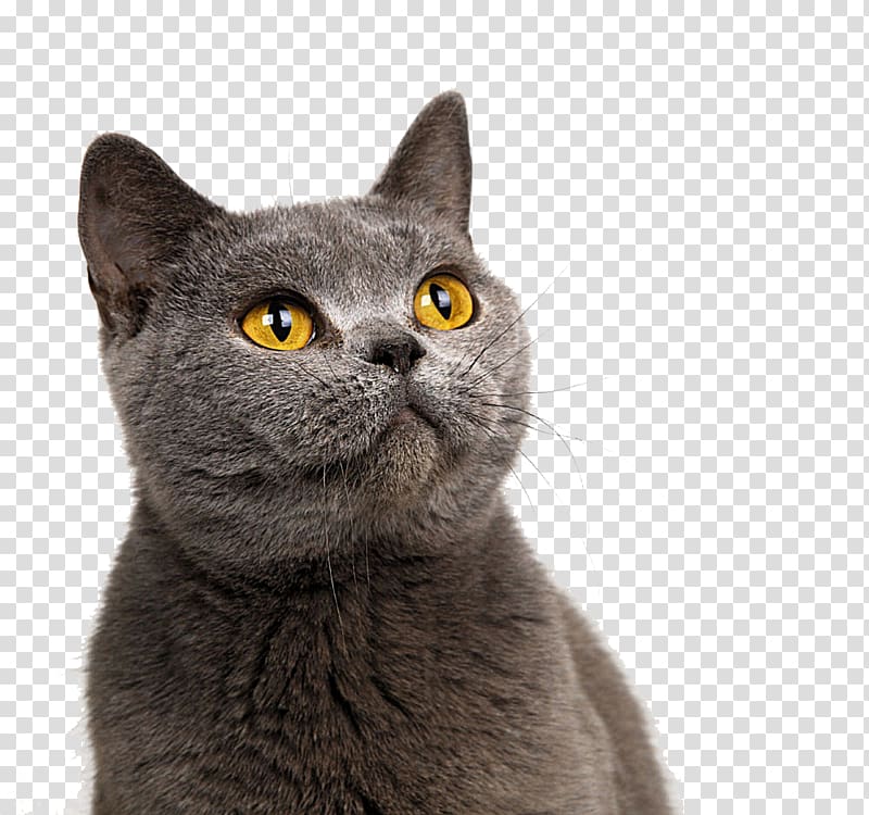 British Shorthair American Shorthair Siamese cat Bengal cat Domestic short-haired cat, black cat transparent background PNG clipart