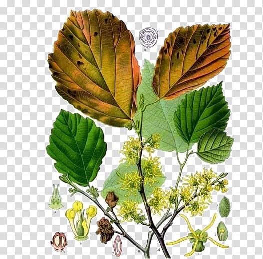 United States Hamamelis virginiana Hamamelis vernalis Witch hazel Shrub, Witch hazel leaf transparent background PNG clipart