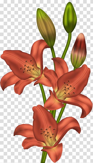 Tiger lily Flower Orange lily , white-lilies transparent background PNG clipart