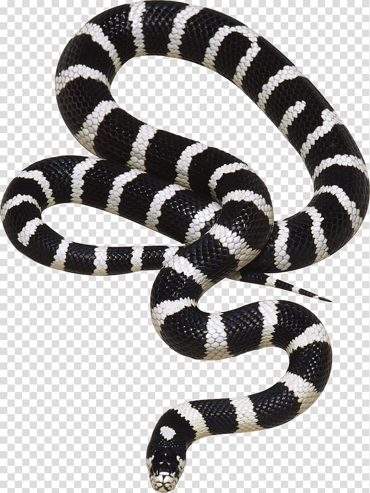 Free download Black and white striped snake, Wetlands of Louisiana