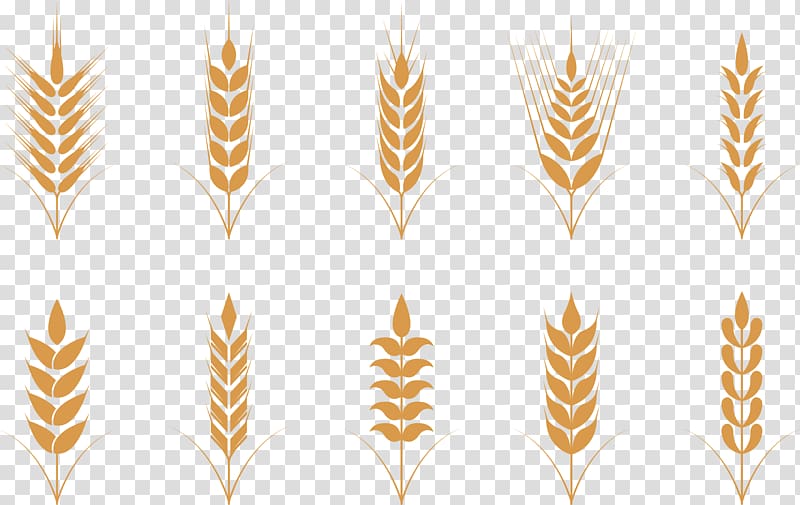 Wheat Oat Ear Icon, Golden rice ear transparent background PNG clipart