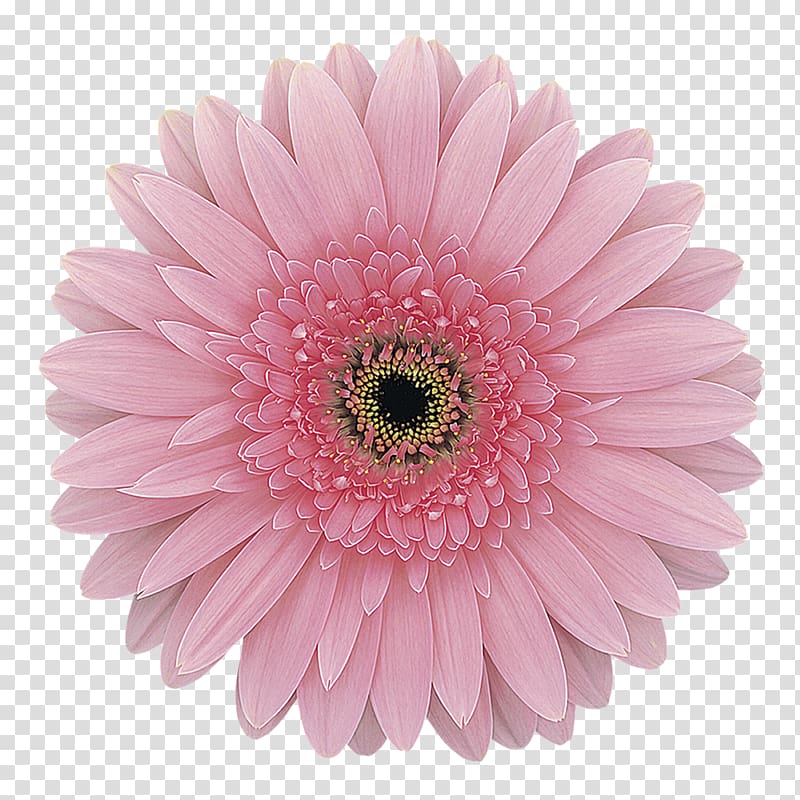 Transvaal daisy Pink Cut flowers Rose, gerbera transparent background PNG clipart