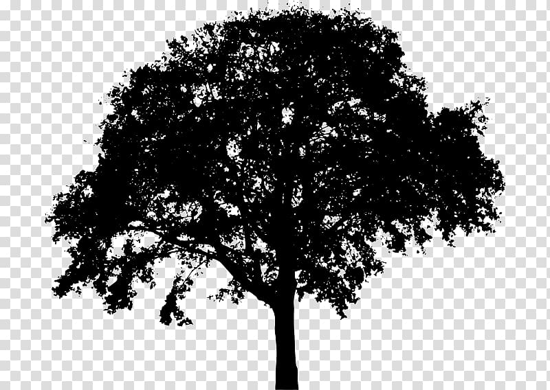 Tree Silhouette Oak , tree transparent background PNG clipart