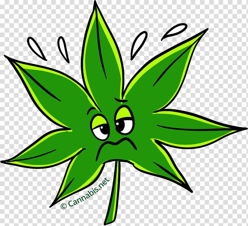 Leaf Cannabis Kush Thai stick , Leaf transparent background PNG clipart ...