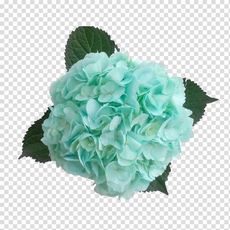 Hydrangea Cut flowers Color Blue-green, hydrangea transparent background PNG clipart