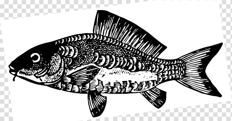 Fish Line art, carp transparent background PNG clipart