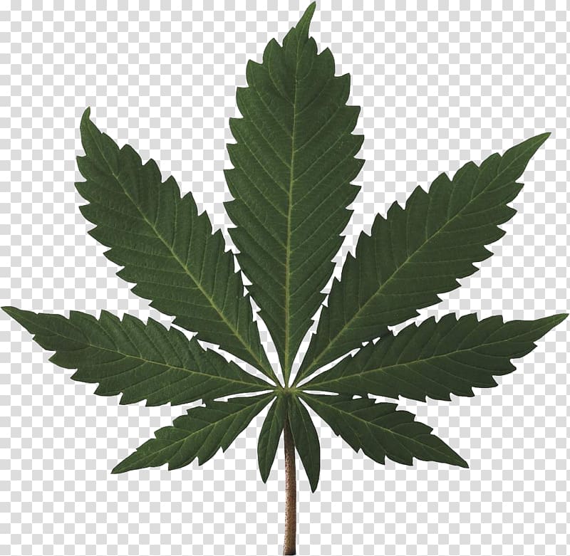 Cannabis sativa Cannabis ruderalis Cannabis smoking Marijuana, Cannabis transparent background PNG clipart