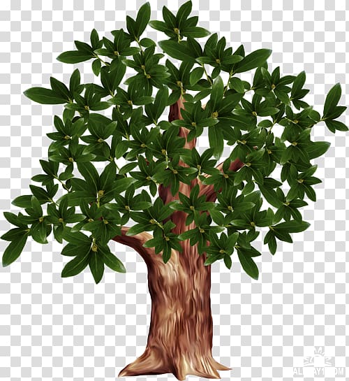 Tree Branch , tree transparent background PNG clipart