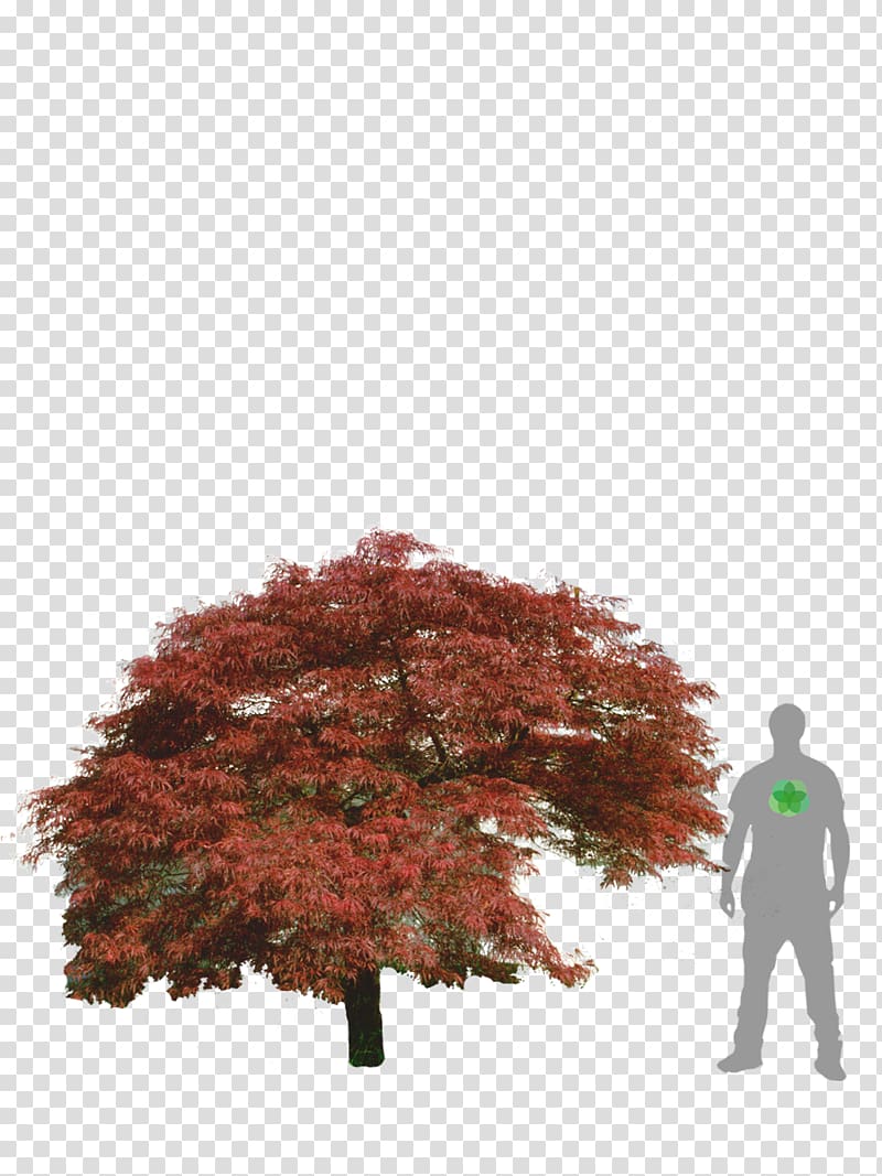 Maple leaf Japanese maple Acer japonicum Acer dissectum Tree, weeping willow transparent background PNG clipart