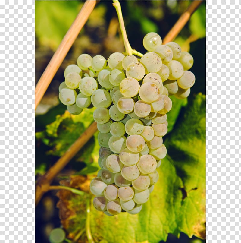 Sultana Savagnin Petite Arvine Canton of Valais Wine, wine transparent background PNG clipart