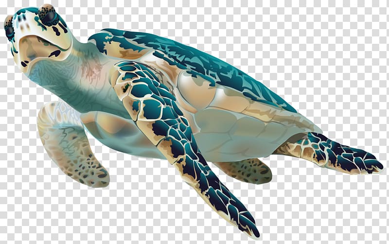 sea turtle illustration, Sea turtle , Sea Turtle transparent background PNG clipart