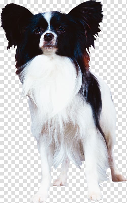 Papillon dog Phalène Dog breed Companion dog Canidae, others transparent background PNG clipart