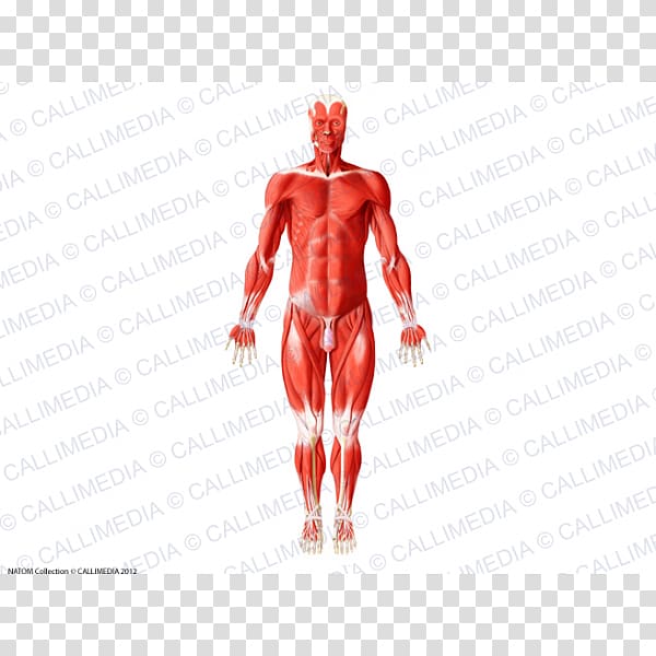 Human body Muscle Human anatomy Muscular system, olho transparent background PNG clipart